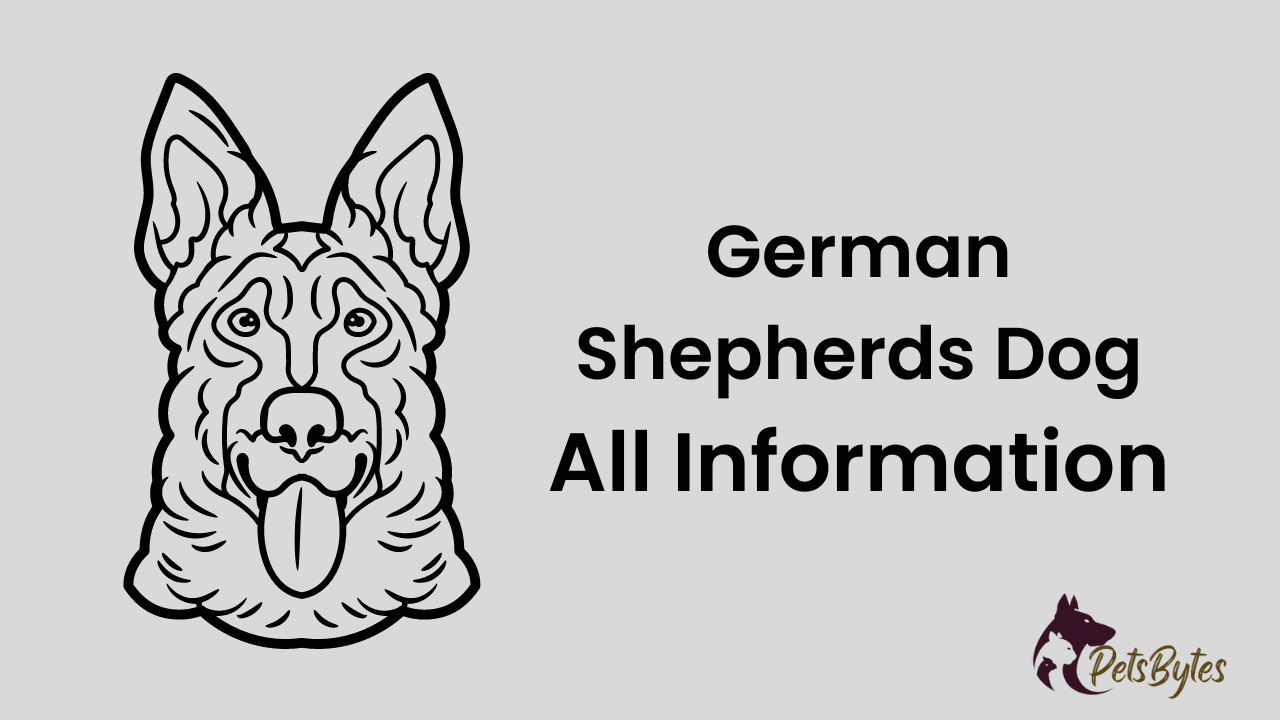 German Shepherds Dog