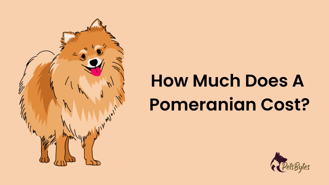 How Much Does A Pomeranian Cost?