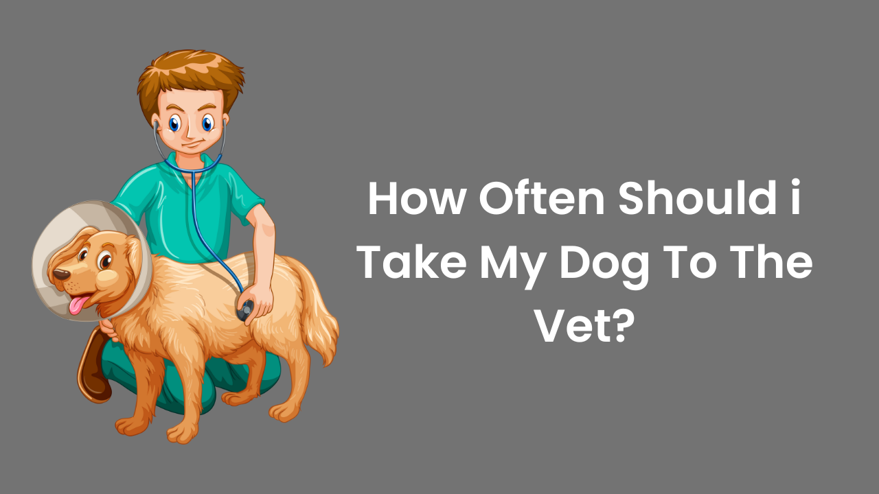 How Often Should i Take My Dog To The Vet?