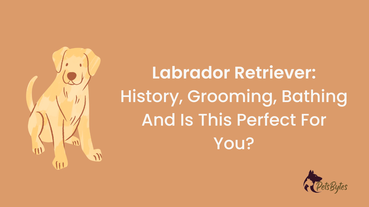 Labrador Retriever: