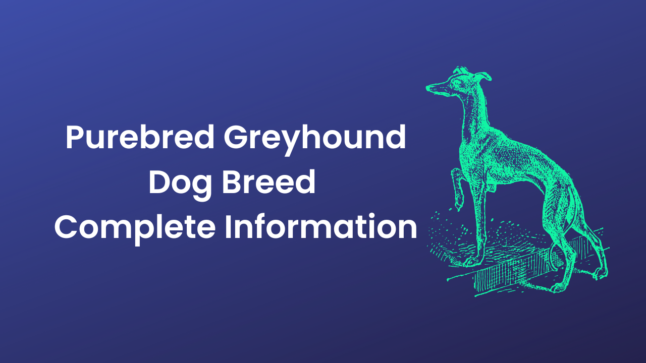 Purebred Greyhound